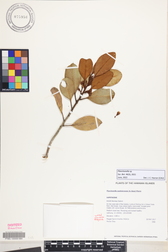 Planchonella sp.