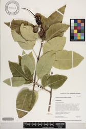 Sapindus oahuensis