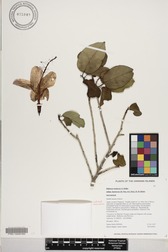 Hibiscus waimeae subsp. hannerae