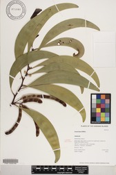 Acacia koaia