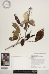 Hibiscus waimeae subsp. hannerae