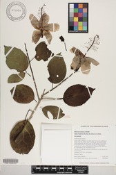 Hibiscus waimeae subsp. hannerae