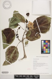 Cordia subcordata