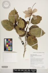 Hibiscus waimeae subsp. hannerae
