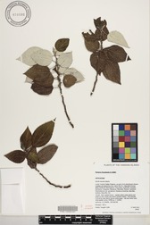 Pipturus kauaiensis