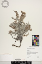 Artemisia mauiensis
