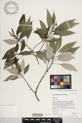 Pipturus kauaiensis
