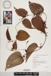 Smilax melastomifolia