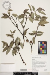 Diospyros sandwicensis