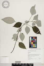 Pipturus kauaiensis