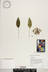 Delissea kauaiensis