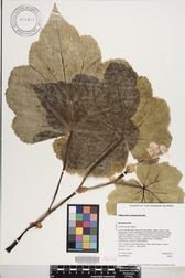 Hillebrandia sandwicensis