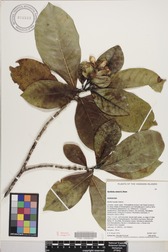 Gardenia remyi