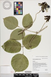 Canavalia napaliensis