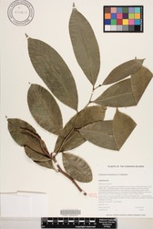 Artabotrys hexapetalus