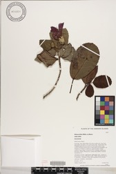 Hibiscus kokio subsp. kokio