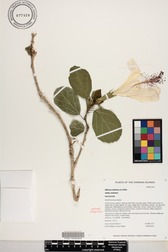 Hibiscus waimeae subsp. waimeae