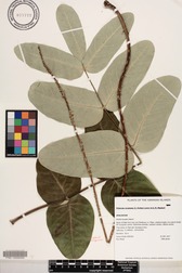 Polyscias lallanii