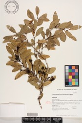 Psydrax odorata
