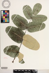 Polyscias lallanii