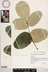 Polyscias lallanii