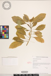 Delissea rhytidosperma