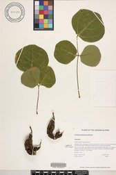 Erythrina sandwicensis