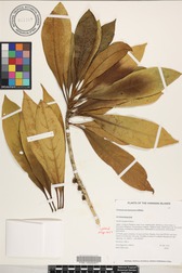 Pittosporum kauaiense