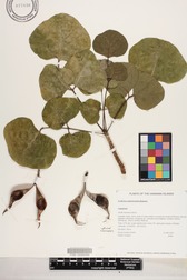 Erythrina sandwicensis