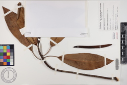 Bruguiera gymnorhiza