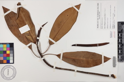 Bruguiera gymnorhiza