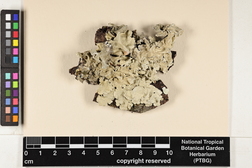 Parmotrema tinctorum image