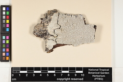 Varicellaria velata image
