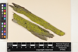 Chrysothrix candelaris image