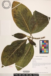 Megaskepasma erythrochlamys