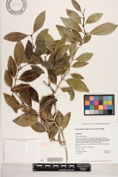 Psydrax odorata