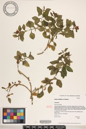Aptenia cordifolia