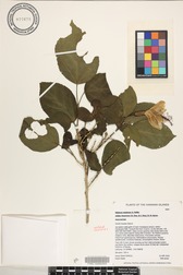 Hibiscus waimeae subsp. hannerae