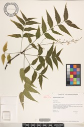 Azadirachta indica