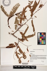 Tamarindus indica