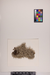 Leucodermia leucomelos image