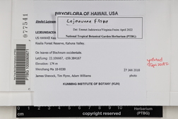 Lejeunea flava image