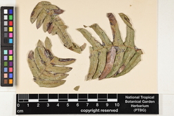 Lejeunea flava image