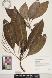 Charpentiera densiflora