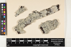 Polyblastidium albicans image