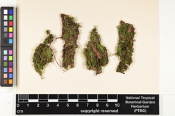 Isopterygium albescens image