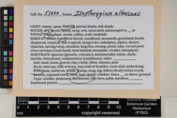 Isopterygium albescens image