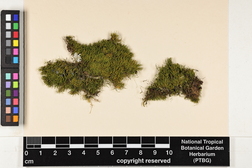 Haplohymenium triste image