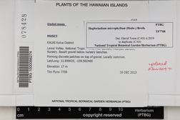 Haplocladium microphyllum image