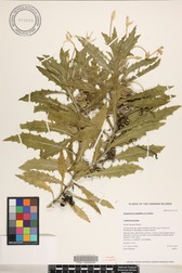 Hippobroma longiflora